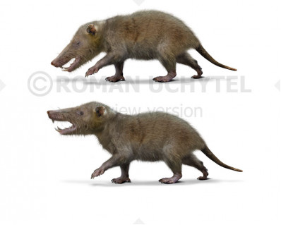 Deinogalerix (Gargano giant gymnure or Gargano giant moonrat)