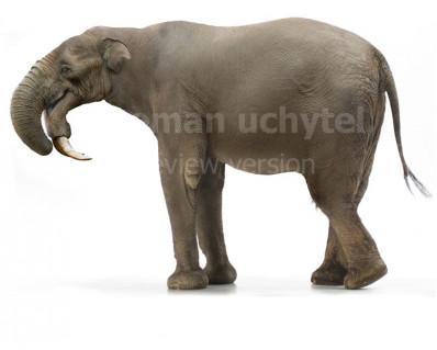 Deinotherium