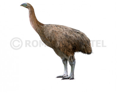 Dinornis novaezealandiae