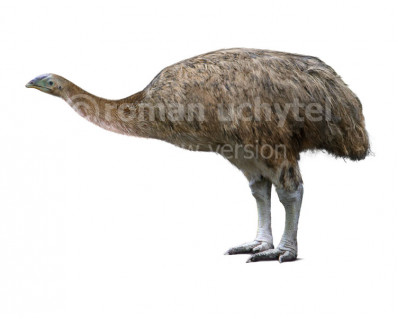 Dinornis novaezealandiae