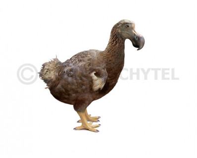 Dodo (Raphus cucullatus)