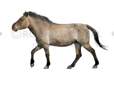 Equus scotti