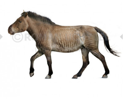 Equus scotti