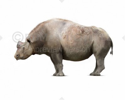 Elasmotherium caucasicum