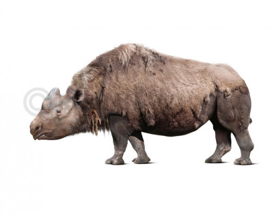 Elasmotherium