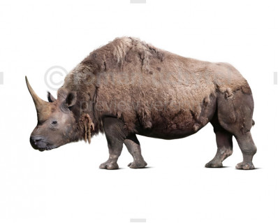 Elasmotherium