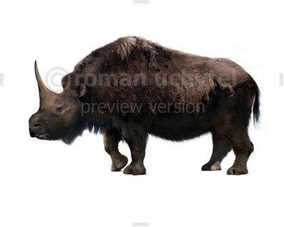 Elasmotherium