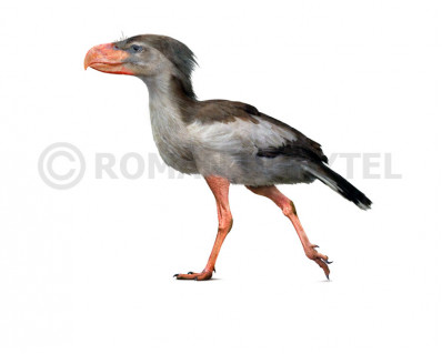 Eleutherornis