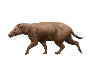 Elomeryx