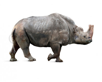 Embolotherium andrewsi