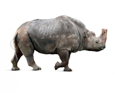 Embolotherium grangeri