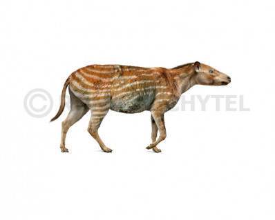 Eohippus (Hyracotherium)