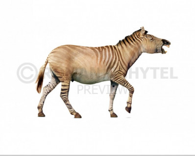 Giant Cape zebra