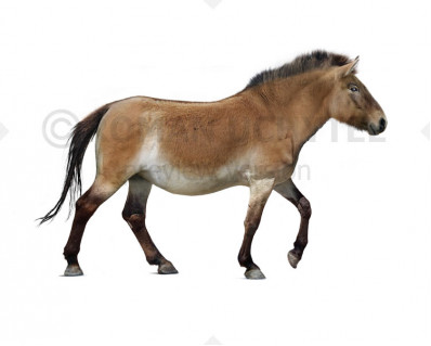 Extinct European horse