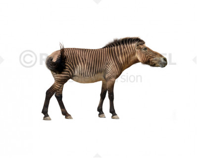 Equus huanghoensis