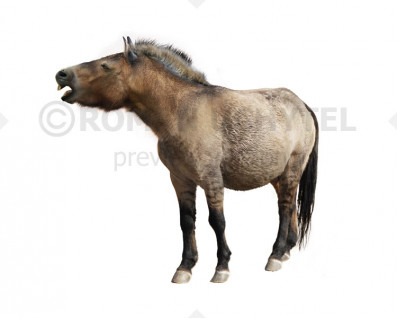 Yukon horse