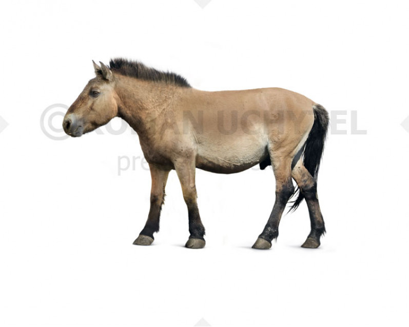 Pleistocene broadtoed horse image buy Uchytel