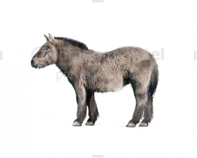 Equus lenensis