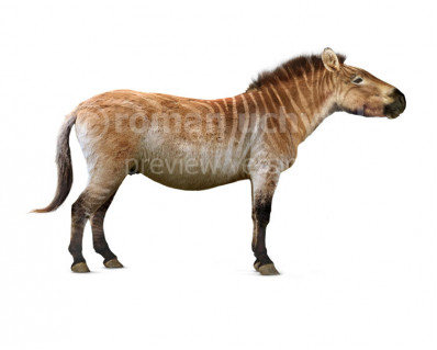 Hagerman horse