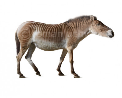 Equus (Allohippus) stenonis