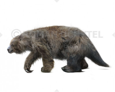 Eremotherium