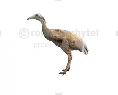 Ergilornis