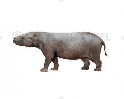 Eritherium