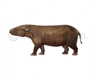 Eritherium