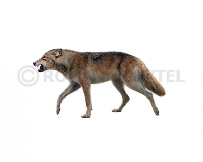 Etruscan wolf  (Canis etruscus)