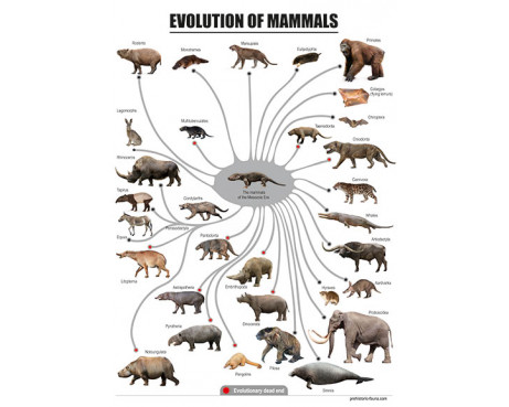 Evolution of mammals, poster