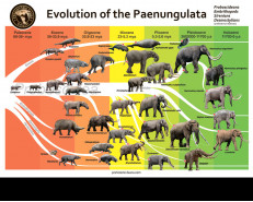 Evolution of the Paenungulata, poster