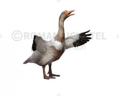 Gargano giant goose 