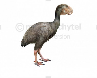 Diatryma (Gastornis gigantea)