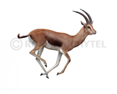 European gazelle