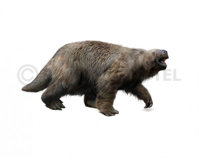 Glossotherium robustum