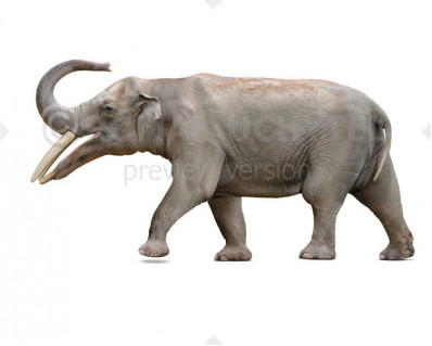 Gomphotherium