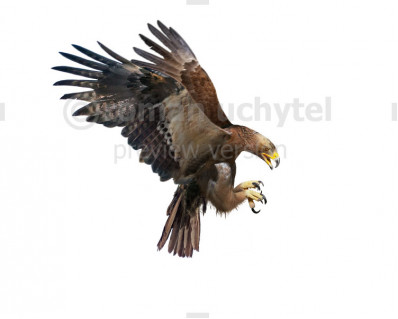 Haast's eagle