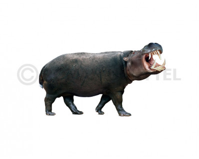 Hexaprotodon