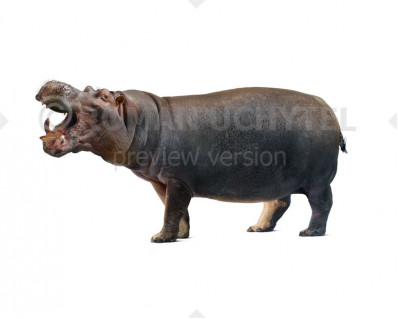 European hippopotamus