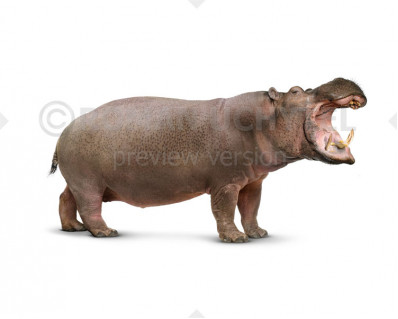 Hippopotamus gorgops