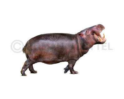 Malagasy hippopotamus