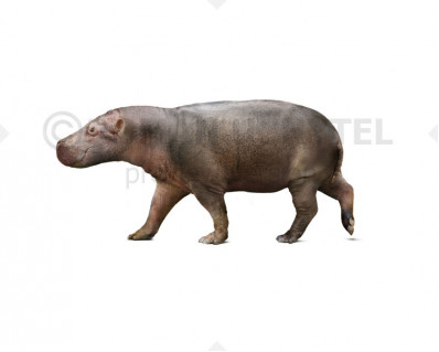 Cypriot pygmy hippopotamus