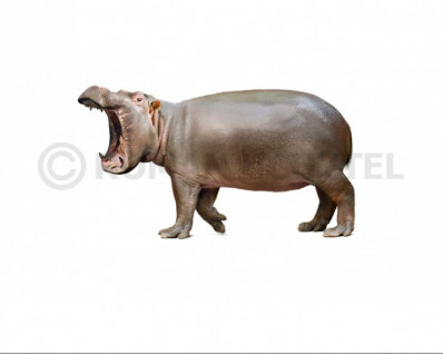 Sicilian dwarf hippopotamus