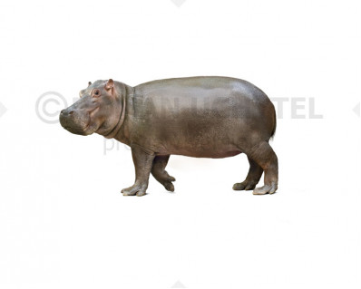 Sicilian dwarf hippopotamus