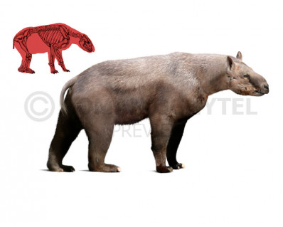 Homalodotherium
