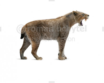 Homotherium crenatidens