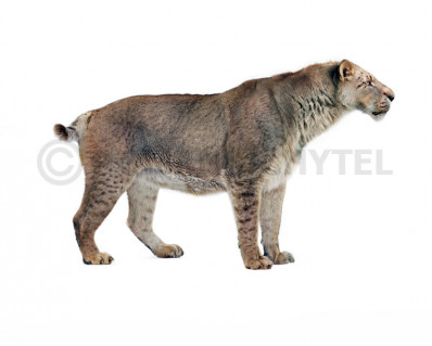 Homotherium latidens