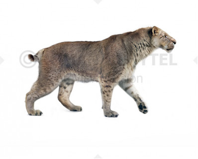 Homotherium latidens