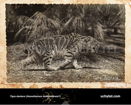Тигр дантеро
