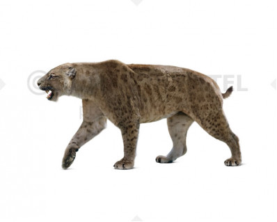 Homotherium venezuelensis